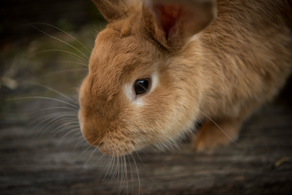 Wie viel kostet es, ein Kaninchen einzuäschern?