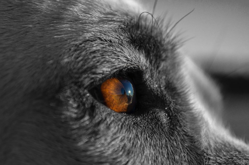 Eine neue Art zu lieben und zu erinnern: Der Aufstieg der Tiergedenkstätten