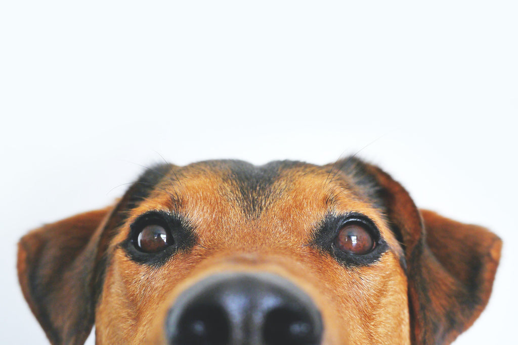 Hund 
