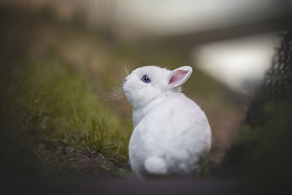 Was Sie über die Einäscherung eines Kaninchens wissen sollten