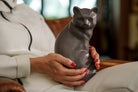 Tierurne Katze "Felix" - Grau Matt | Keramik Tierurne