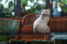 Tierurne Katze "Felix" - Weiß | Keramik Tierurne