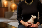 Französische Bulldogge Urne – Transparent | Keramikurne für Haustiere